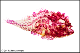 Illustration for article titled Check Out These Pigmented Fish, Like Creatures Made from Neon Lights